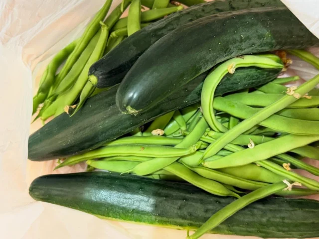 【野菜の頂き物】

患者さんから、野菜のおすそ分けがたくさん届く季節になりました！
「たくさん出来てるから〜」
と持ってきてくれる。

暮らしの中に根付いている温かい交流のひとつですね。
本当に、田舎の良い伝統文化！

農家さんの新鮮野菜のお裾分けは最高です！

#野菜 #頂き物 
#広島 #三次市 #広島県三次市 #整骨鍼灸院たいよう #整骨 #接骨 #鍼灸

👉ウェルネスアドバイザーとしての活動や、
野菜栽培などの田舎ぐらしの情報は、
@naoya.kanemoto をのぞいてみてください🌱